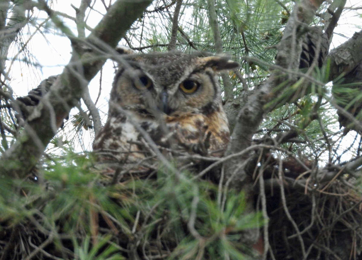 Great Horned Owl - Rod Higbie