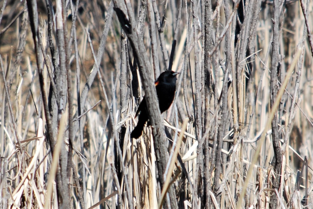 Red-winged Blackbird - Cinnamon Bergeron