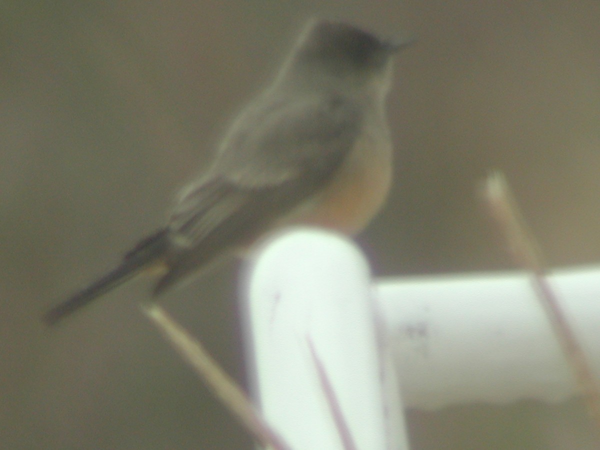 Say's Phoebe - Dave Slager