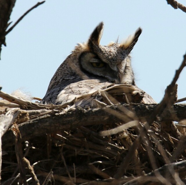 Great Horned Owl - gord smith