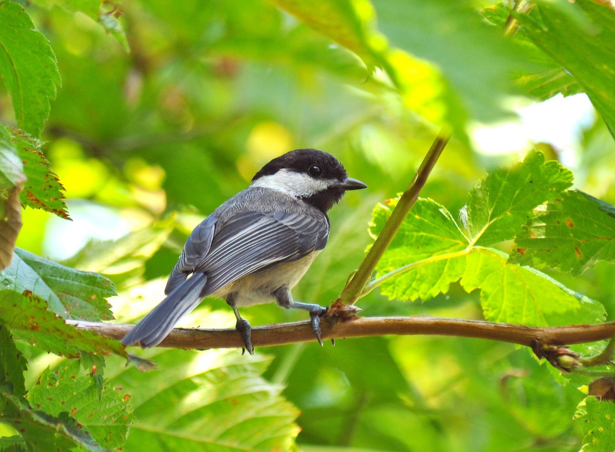 Black-capped Chickadee - Ryan O'Donnell