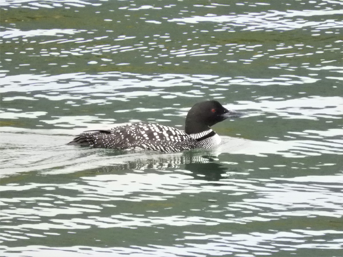 Common Loon - Cliff Cordy
