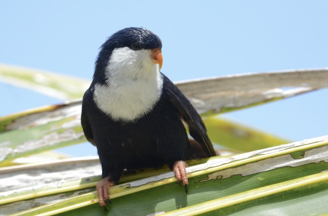 Blue Lorikeet Ebird