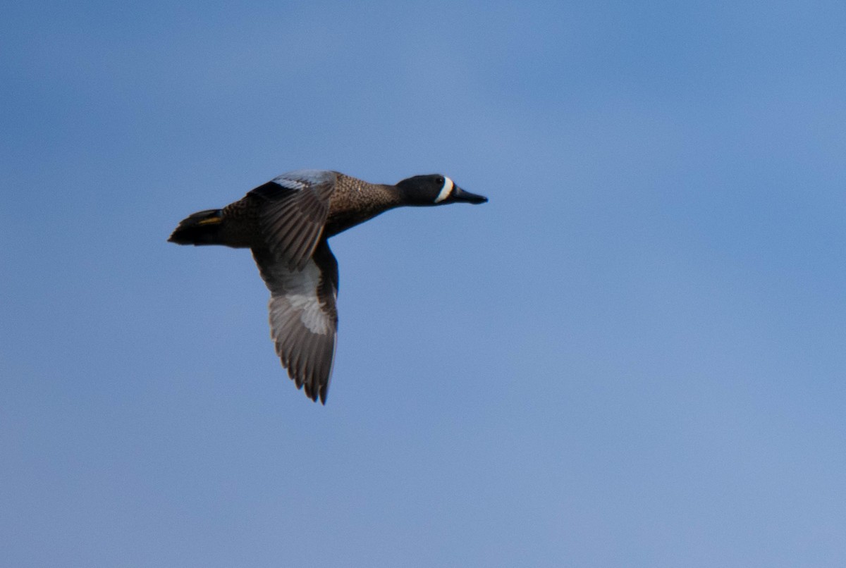 Blue-winged Teal - ML146637921