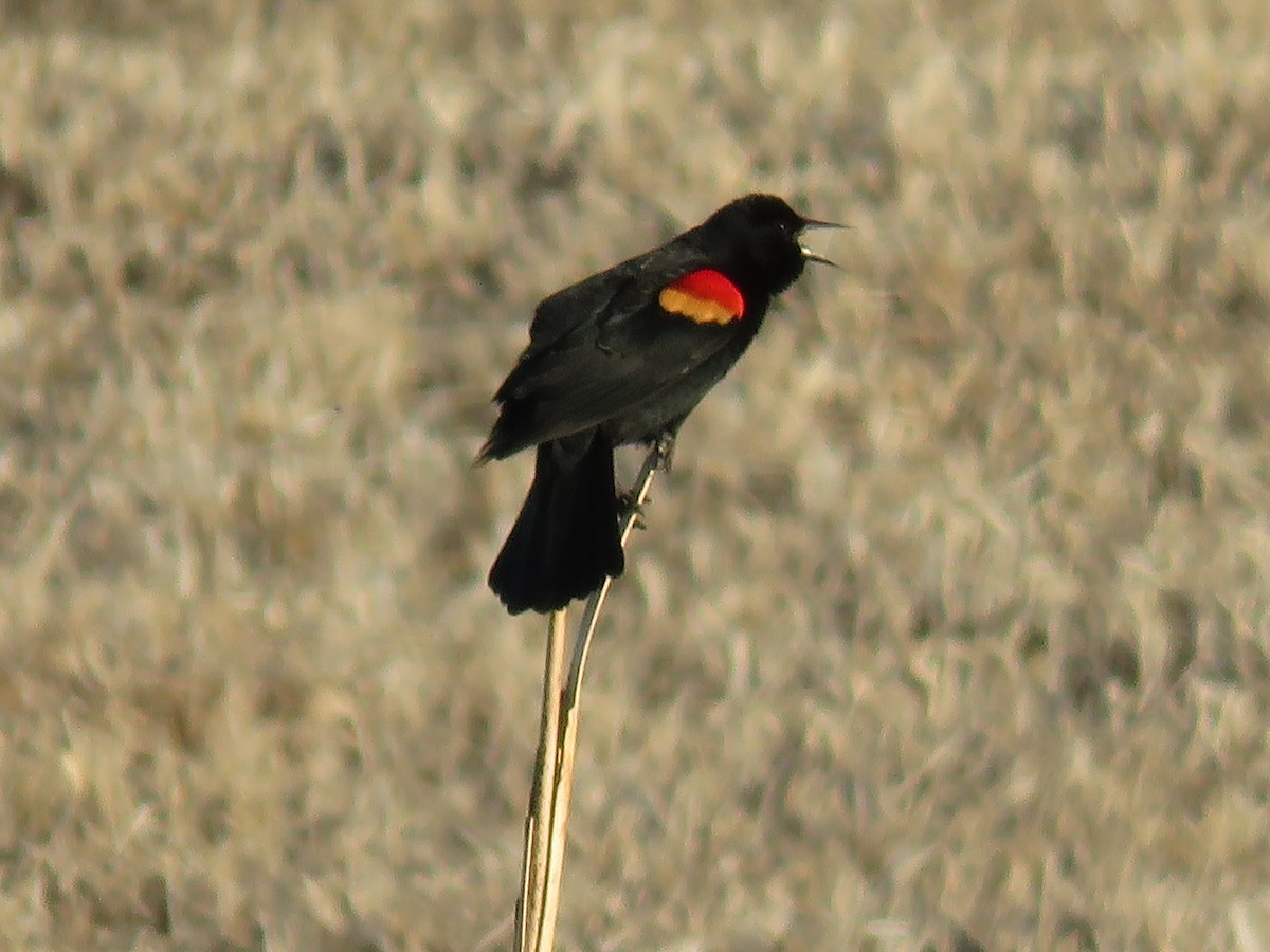 Red-winged Blackbird - Curtis Mahon