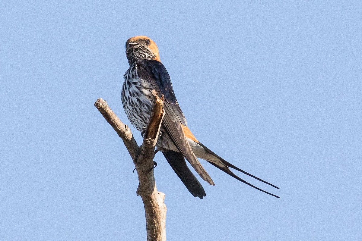 Lesser Striped Swallow - ML146640461