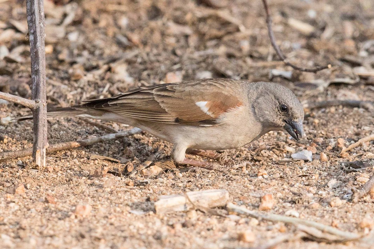 Southern Gray-headed Sparrow - Eric VanderWerf