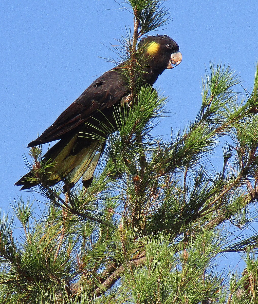 Yellow-tailed Black-Cockatoo - ML146640741