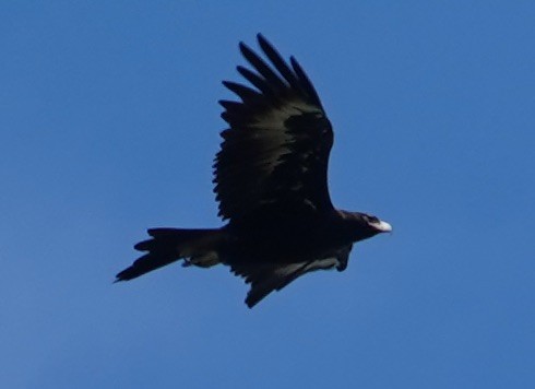 Wedge-tailed Eagle - ML146641451