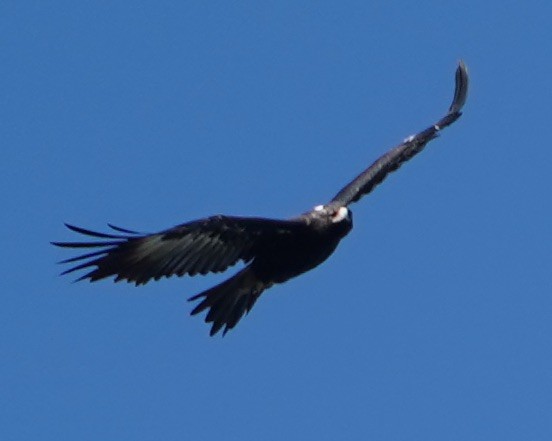 Wedge-tailed Eagle - ML146641461