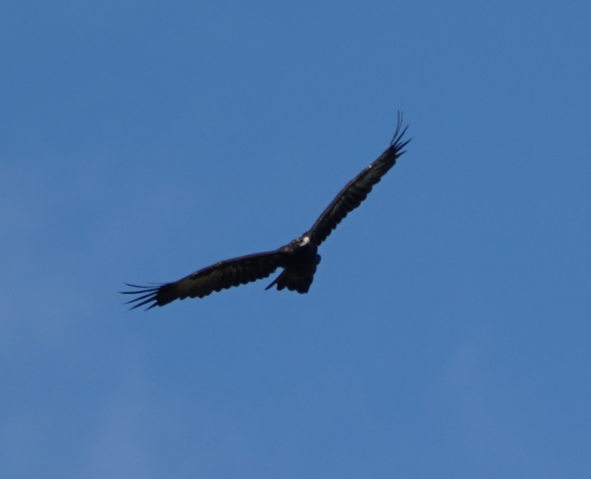 Wedge-tailed Eagle - ML146641471