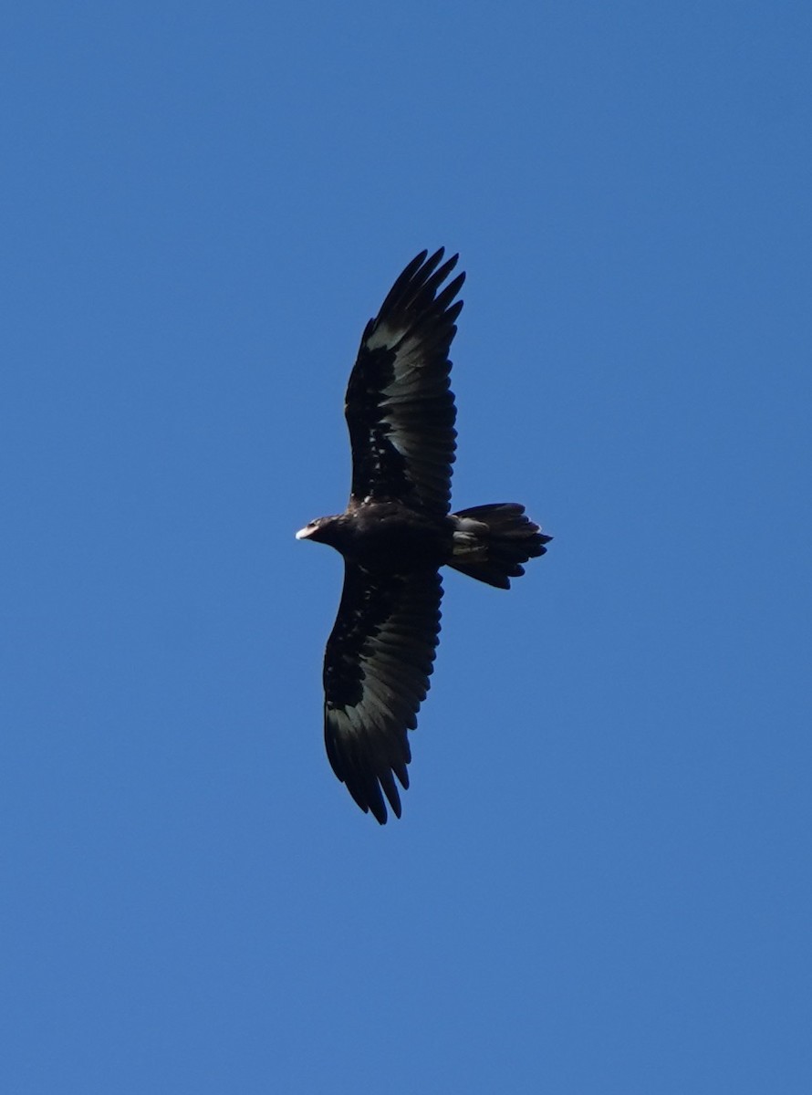 Wedge-tailed Eagle - ML146641481