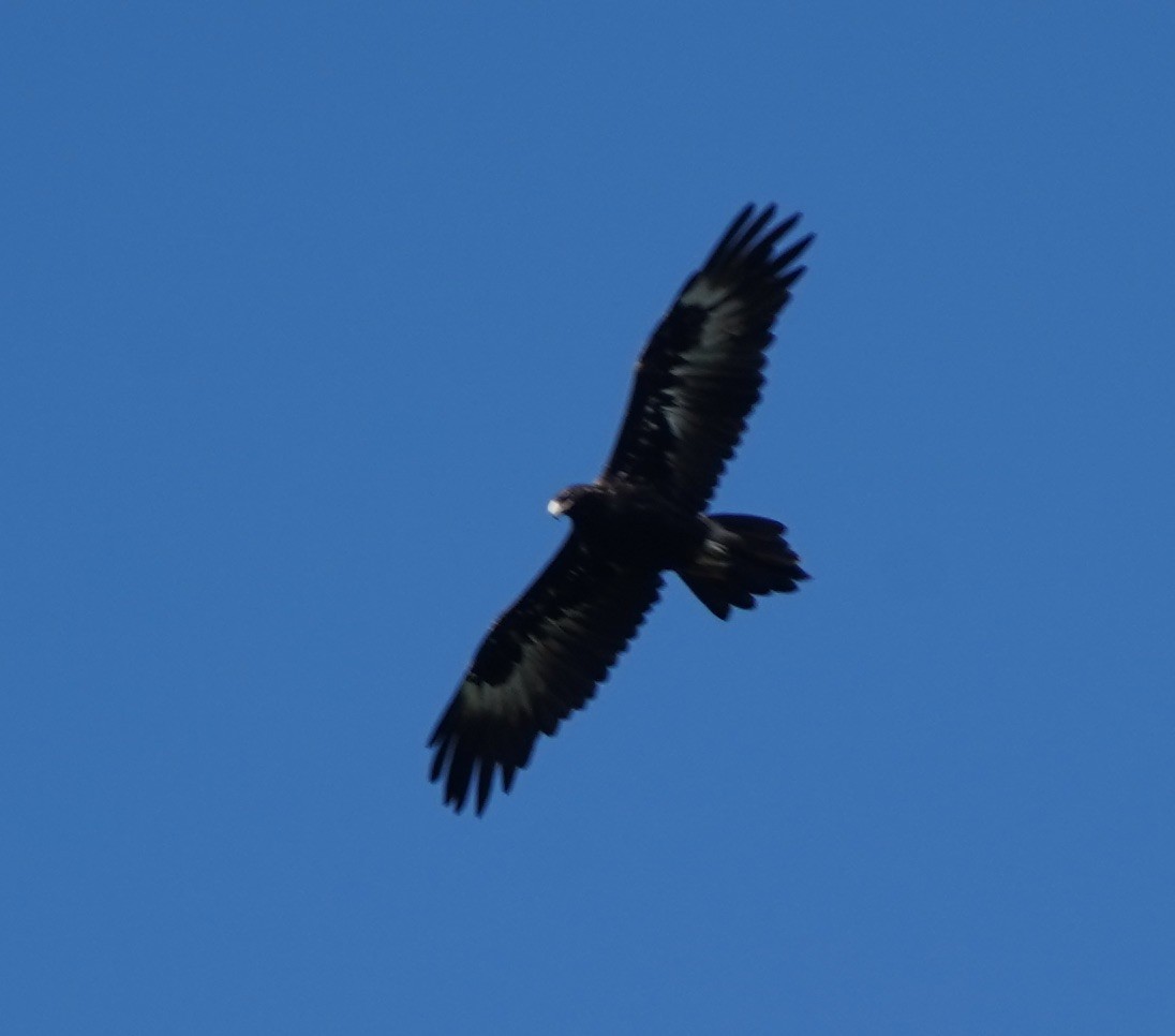 Wedge-tailed Eagle - ML146641491