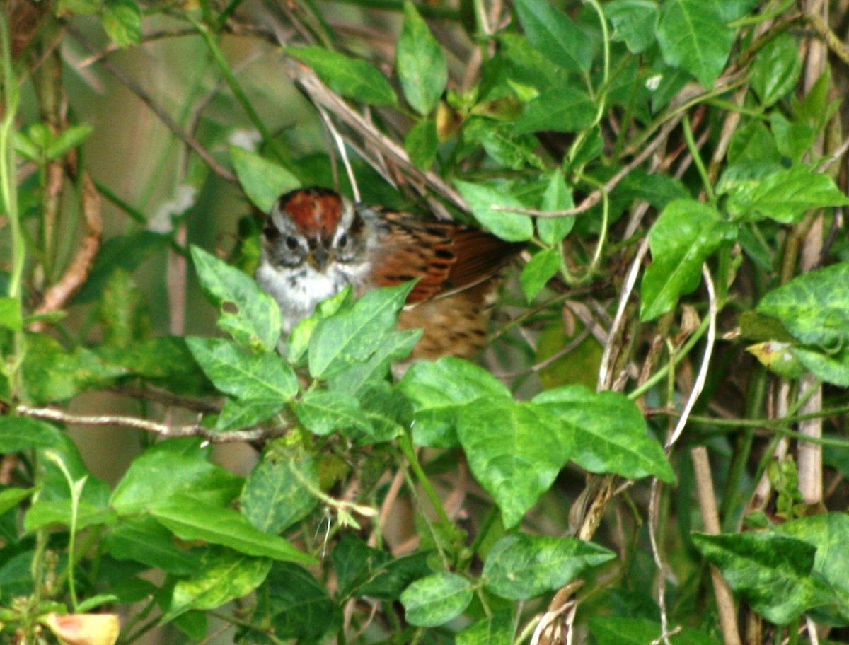 Swamp Sparrow - ML146643341
