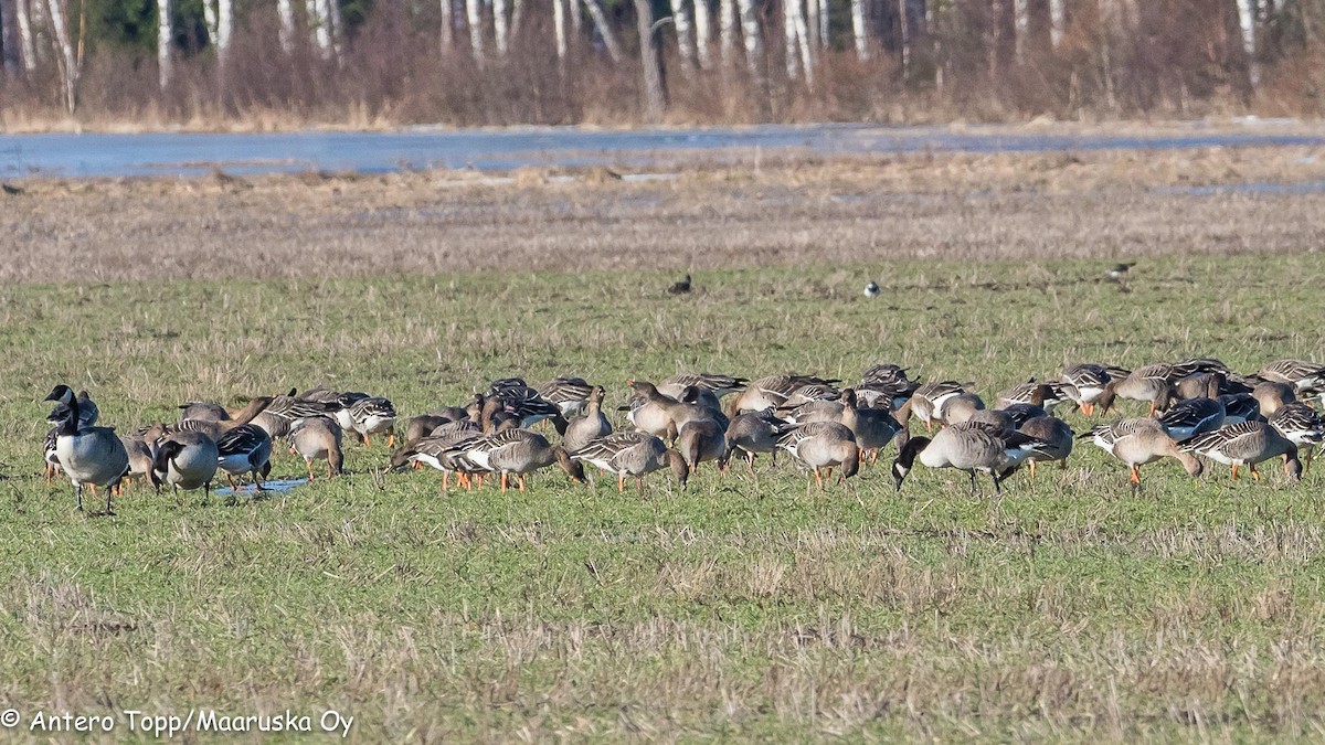 Greater White-fronted Goose - ML146646211