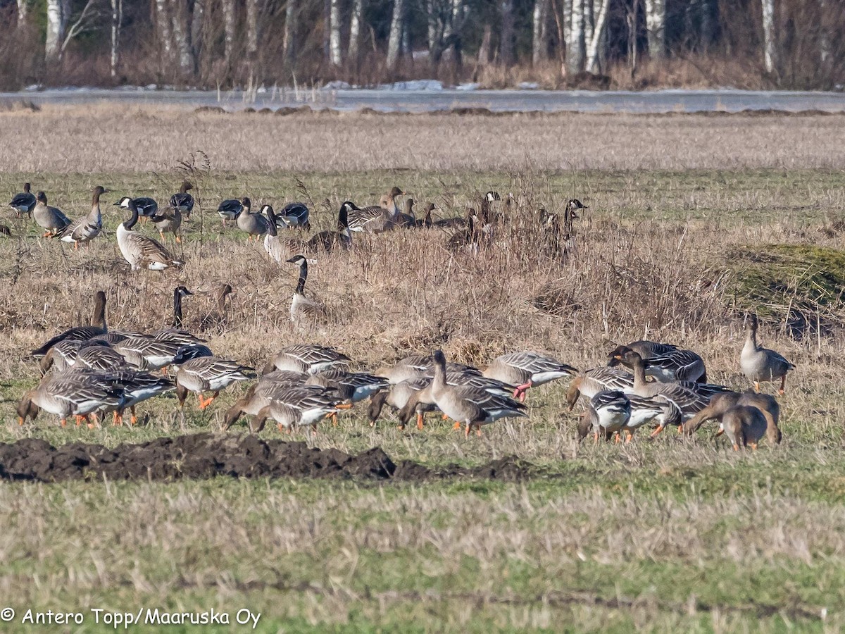 Pink-footed Goose - Antero Topp