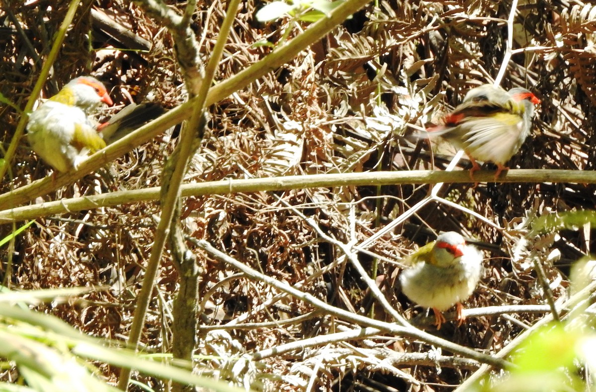Red-browed Firetail - ML146647421