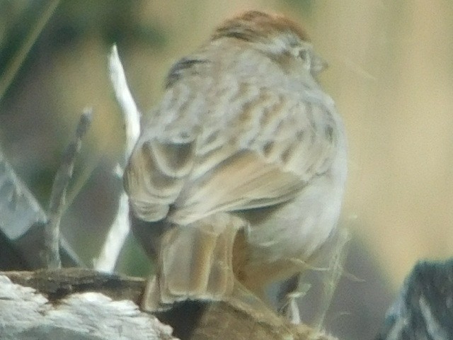 Rufous-crowned Sparrow - ML146649371
