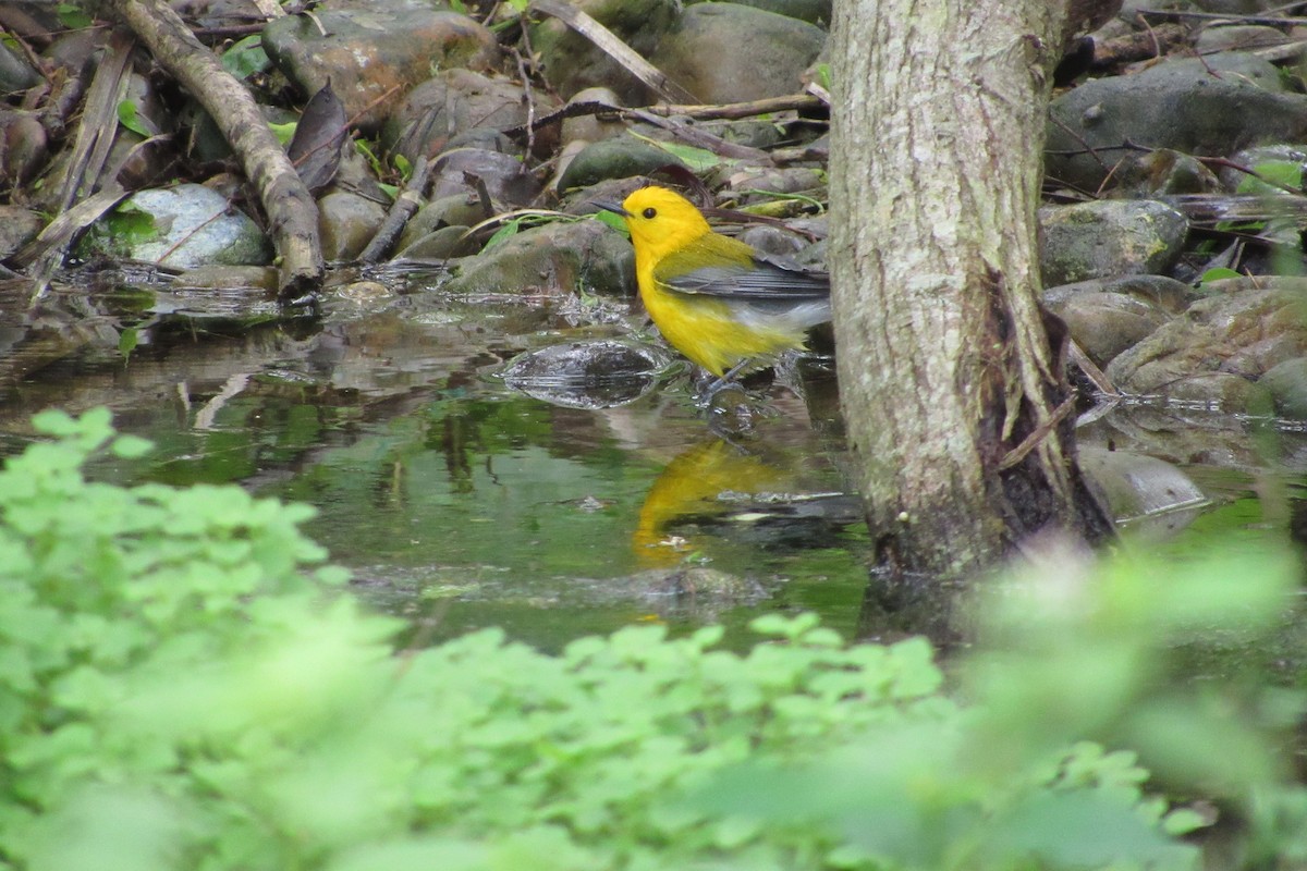 Prothonotary Warbler - anne mayville