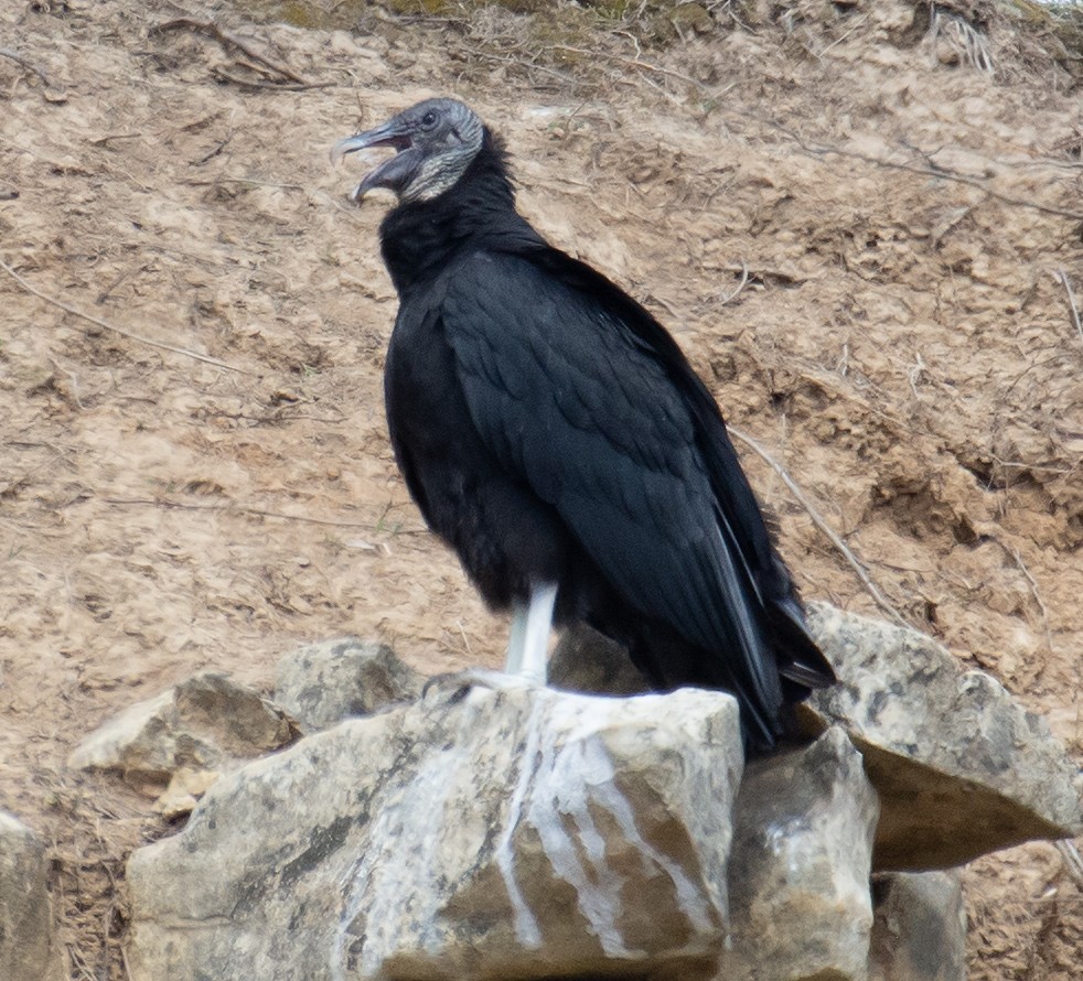 Black Vulture - ML146650721