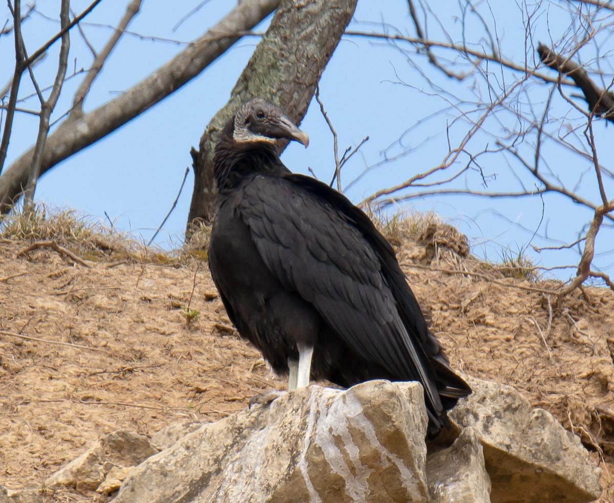 Black Vulture - ML146650761