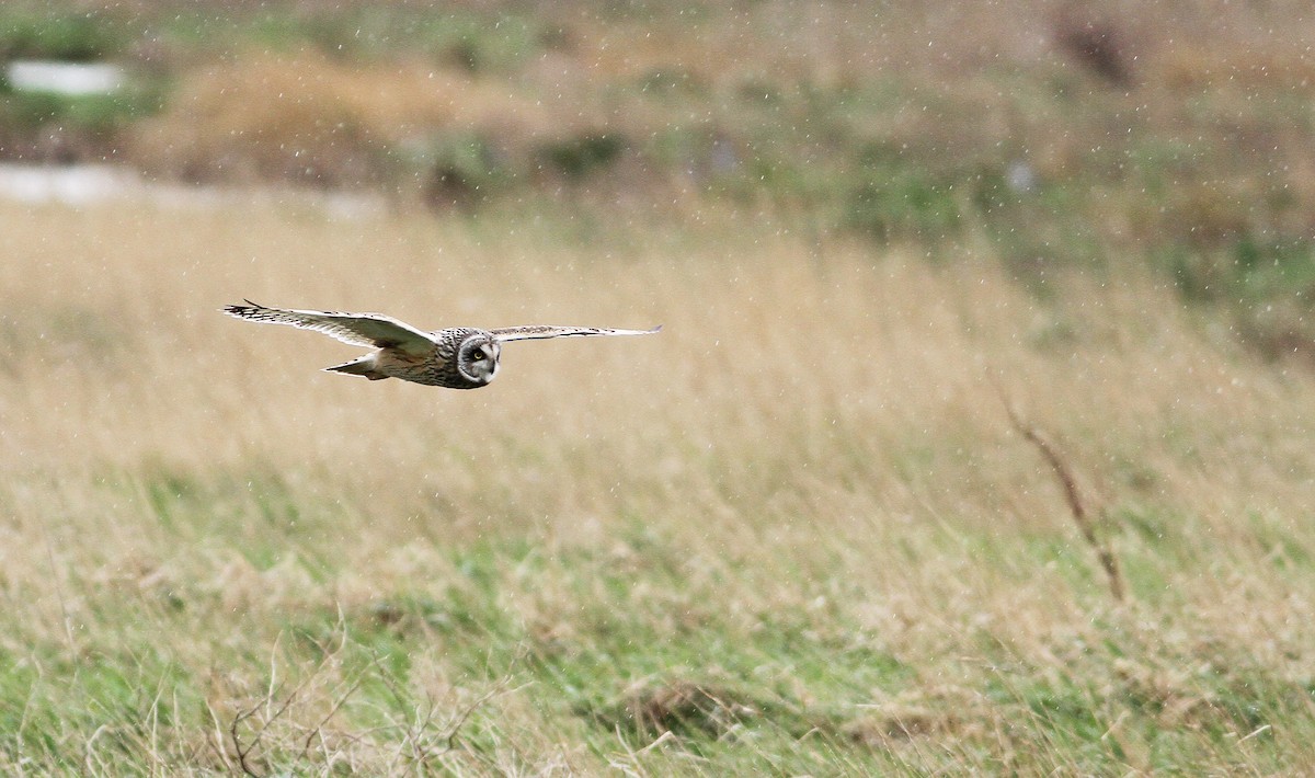 Short-eared Owl (Northern) - Pierre Montieth