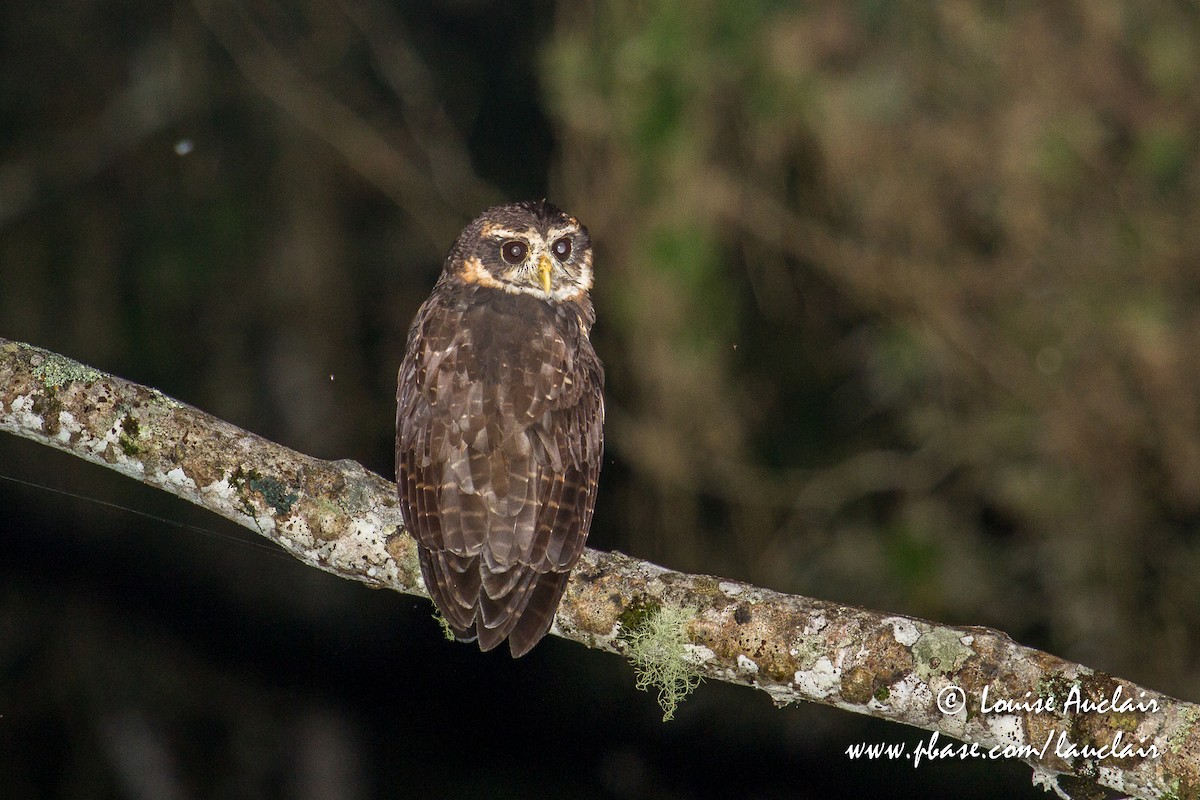 Band-bellied Owl - ML146651221