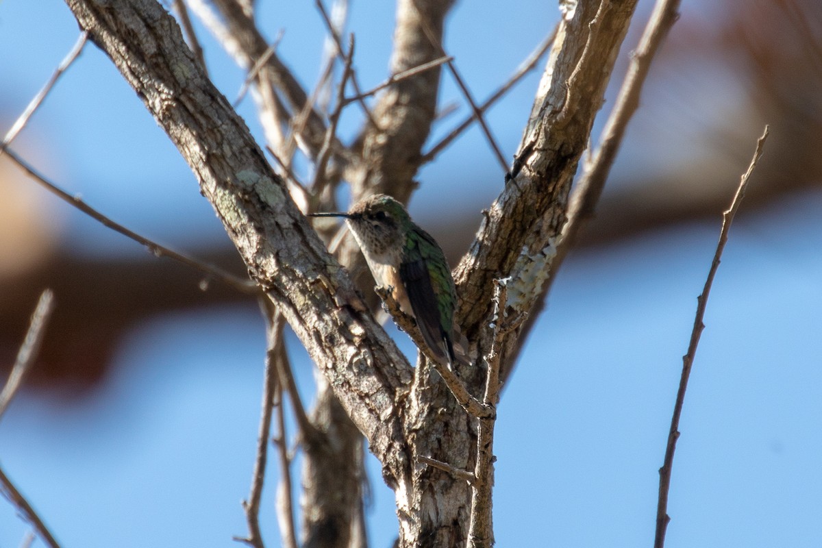 Calliope Hummingbird - Steve McInnis
