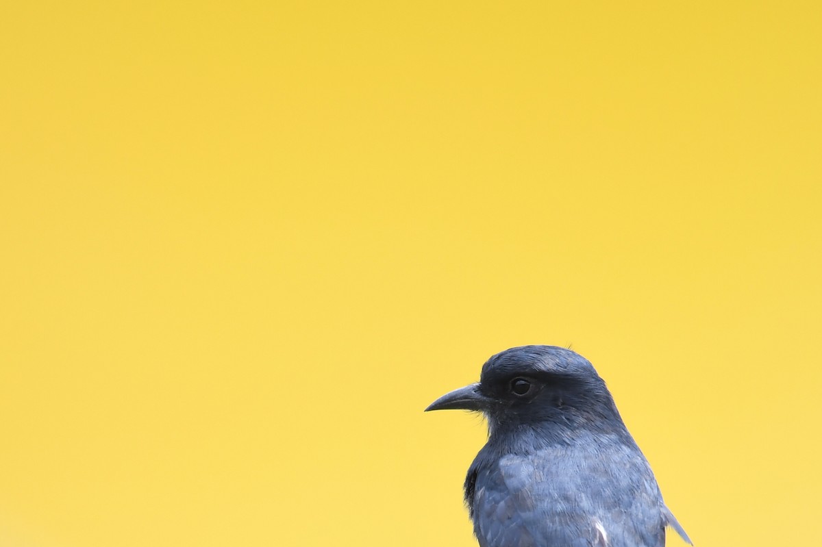 Swallow-winged Puffbird - Hichem MACHOUK