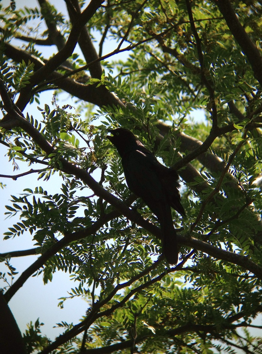 Boat-tailed Grackle - ML146652311