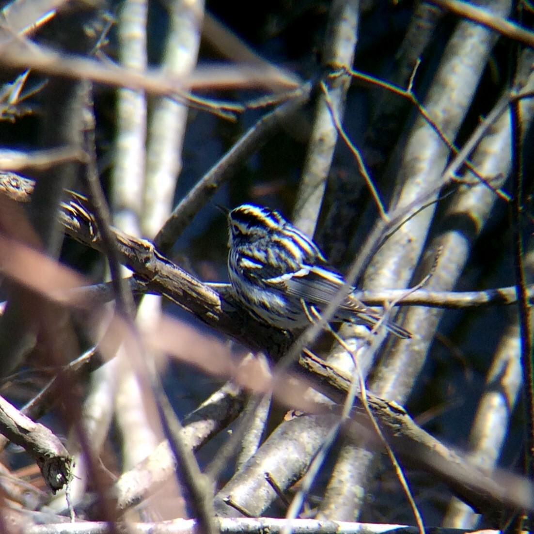 Black-and-white Warbler - ML146652341