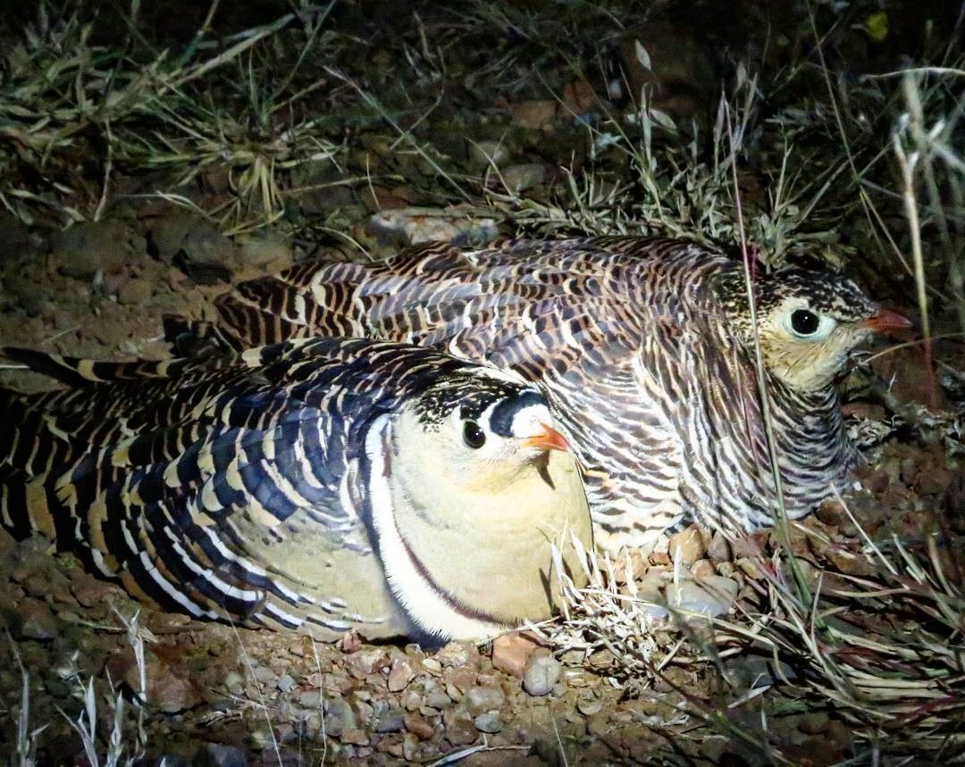 Painted Sandgrouse - Swansy Afonso