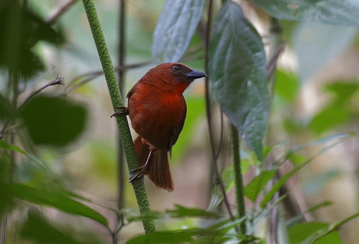 Red-throated Ant-Tanager - Don Danko