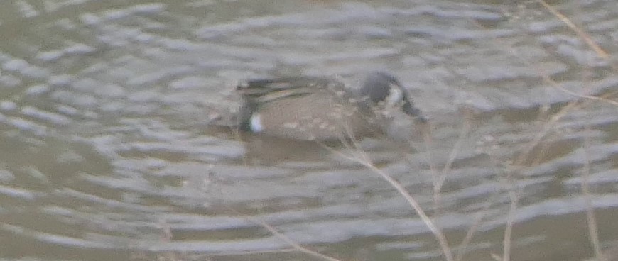Blue-winged Teal - Bill Hopping