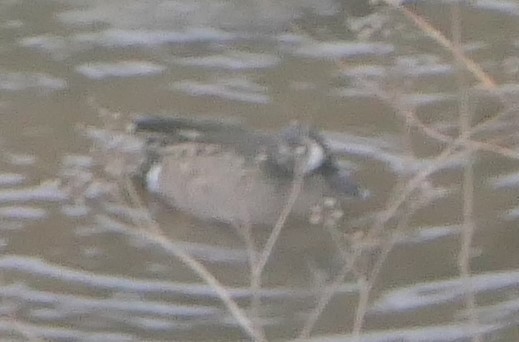 Blue-winged Teal - ML146655291