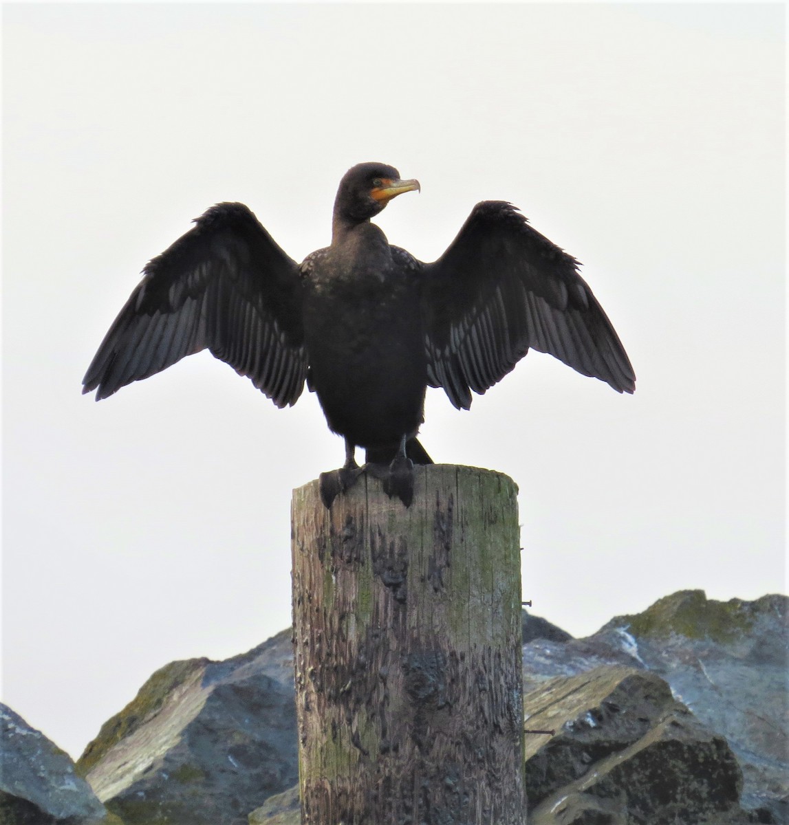 Double-crested Cormorant - Ann Marie Wood