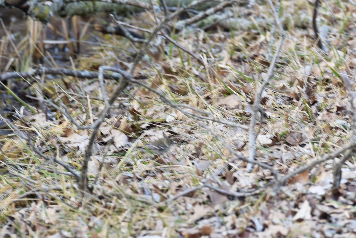 Pine Warbler - irina shulgina