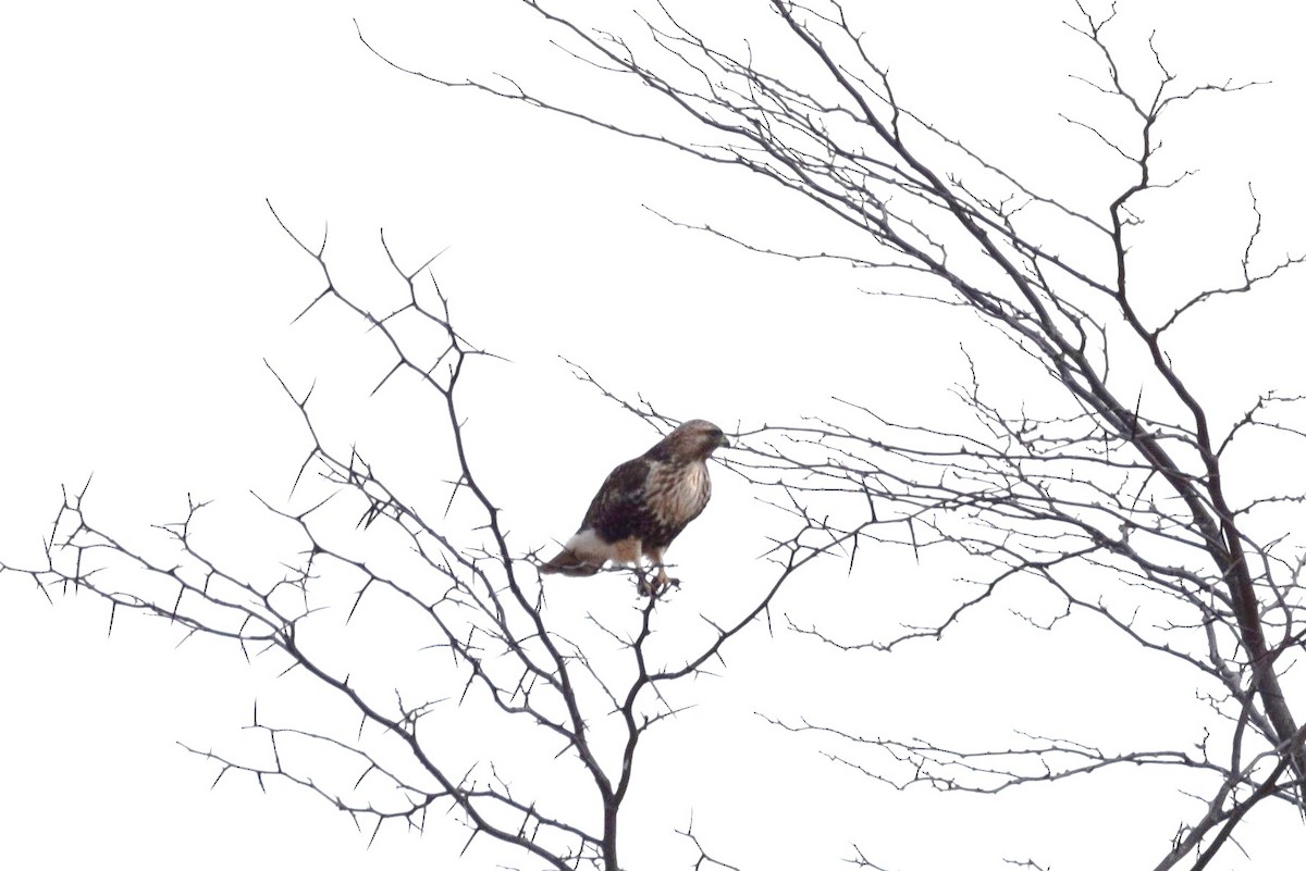 Red-tailed Hawk - ML146656421