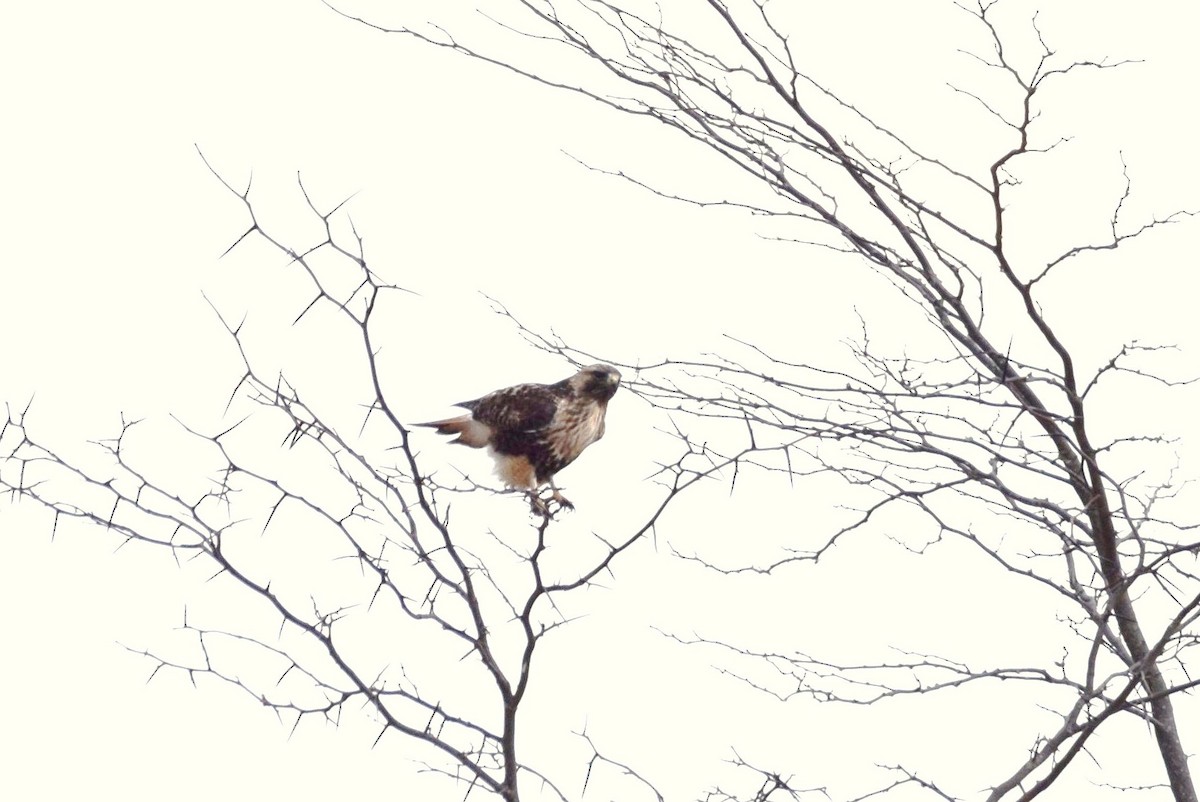 Red-tailed Hawk - ML146656431