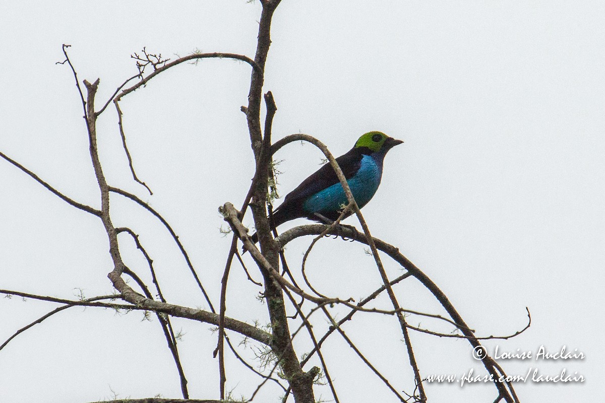 Paradise Tanager - Louise Auclair
