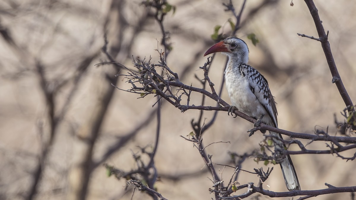 Northern Red-billed Hornbill - H. Çağlar Güngör