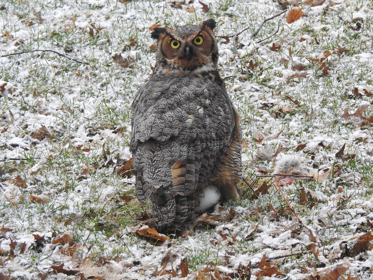 Great Horned Owl - Karen Zeleznik