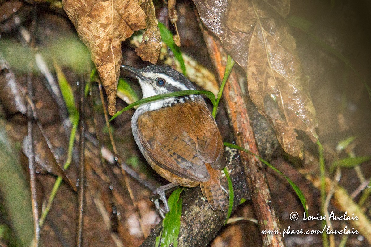 White-breasted Wood-Wren - Louise Auclair