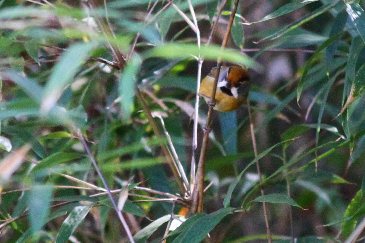 Black-throated Parrotbill (Buff-breasted) - ML146657421