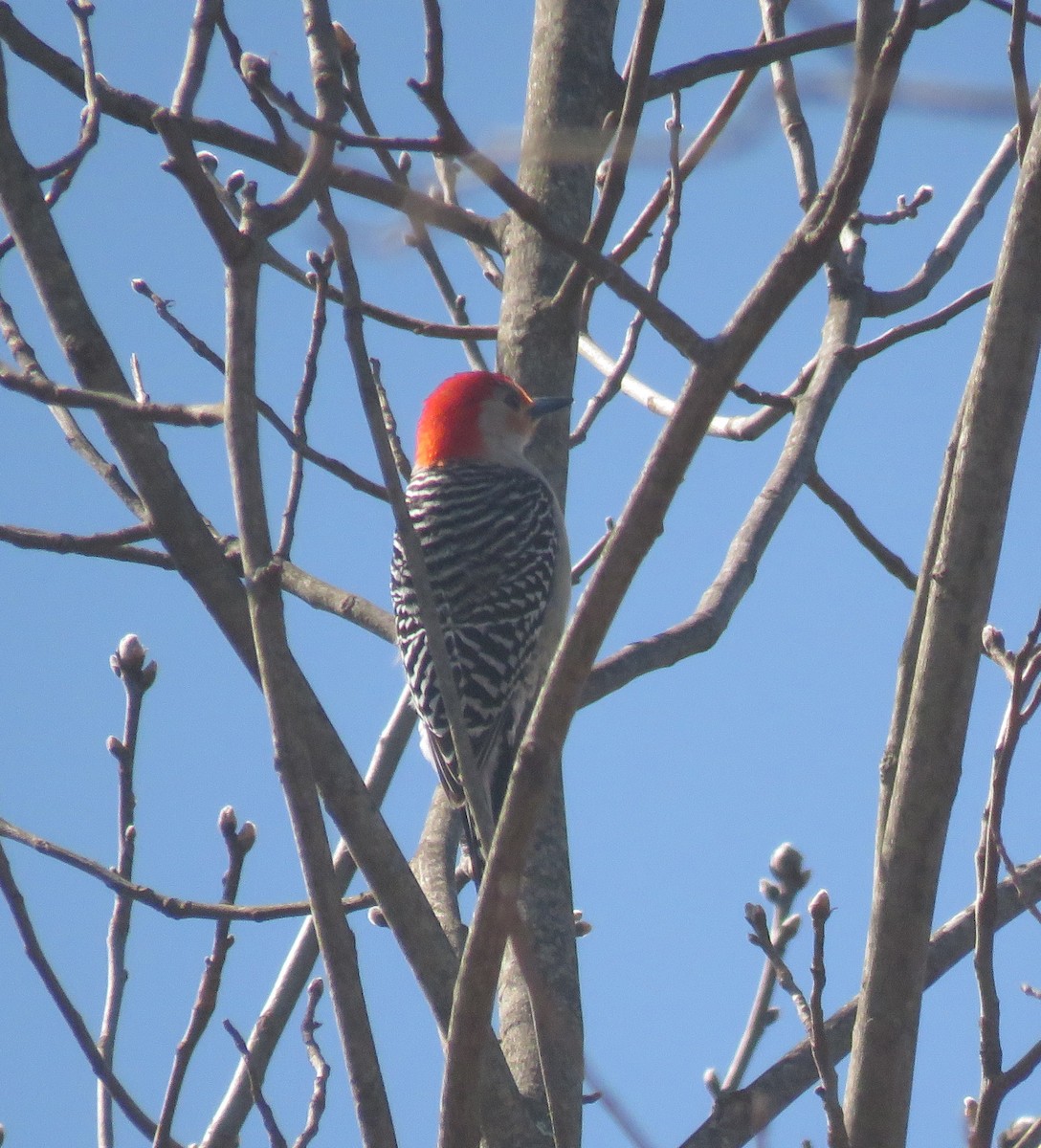 Red-bellied Woodpecker - ML146658071