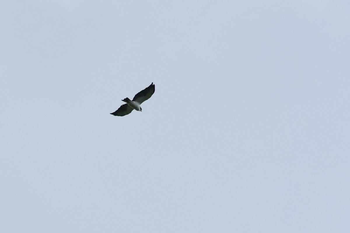Short-tailed Hawk - Daniel Irons