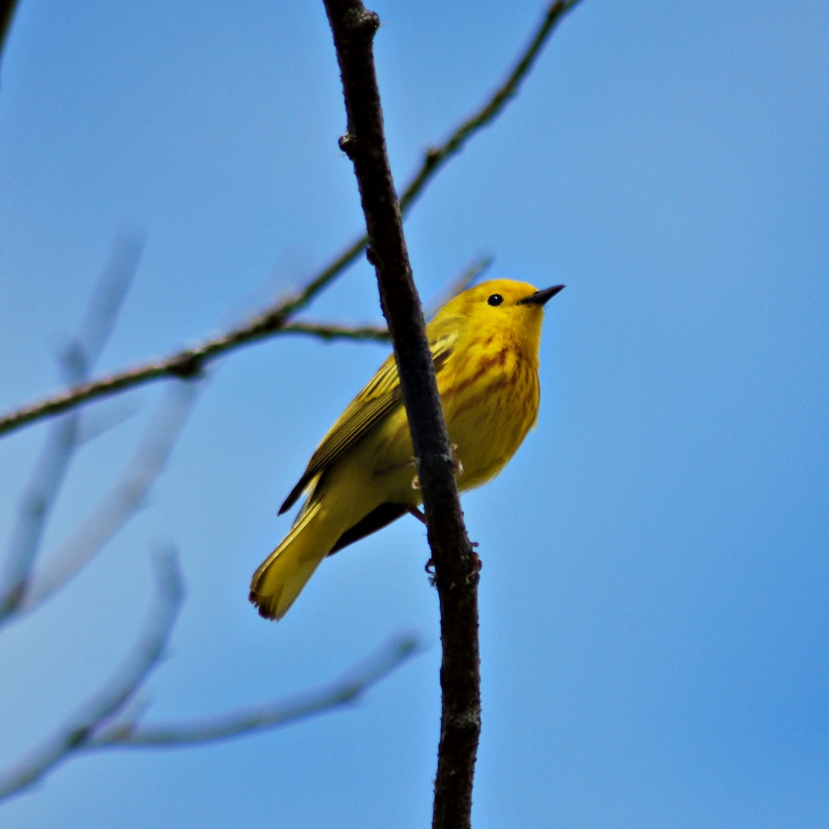 Yellow Warbler - Dan Mackinnon