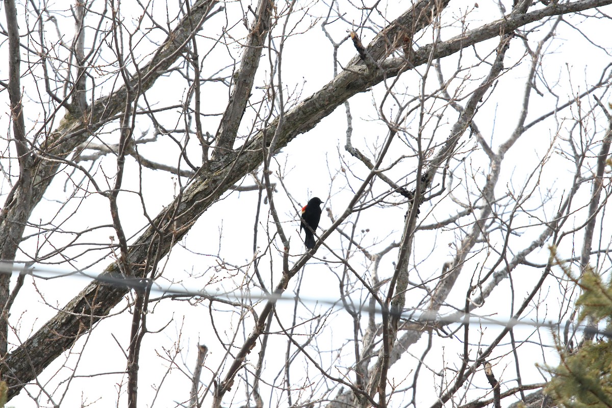 Red-winged Blackbird - Marie-Josee D'Amour