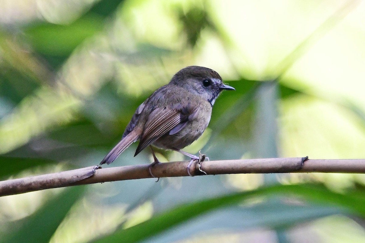 White-gorgeted Flycatcher - Anonymous
