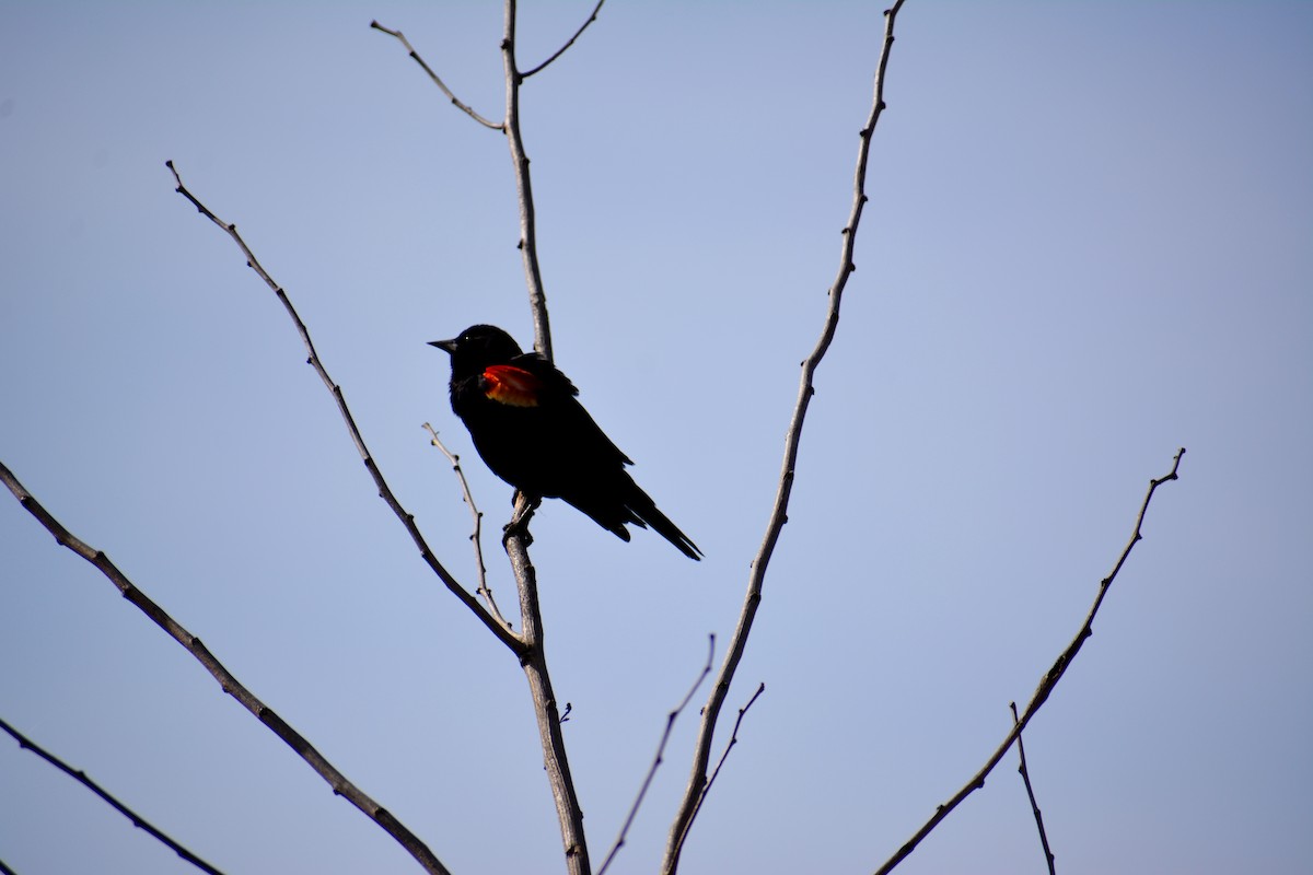 Red-winged Blackbird - Olivia Lappin